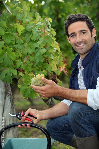 Photo: Man picking grapes during the grape harvest Man picking grapes during the grape harvest