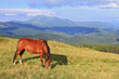 Horse on a summer mountain pasture