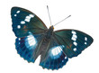 Butterfly (Apatura schrencki) 33