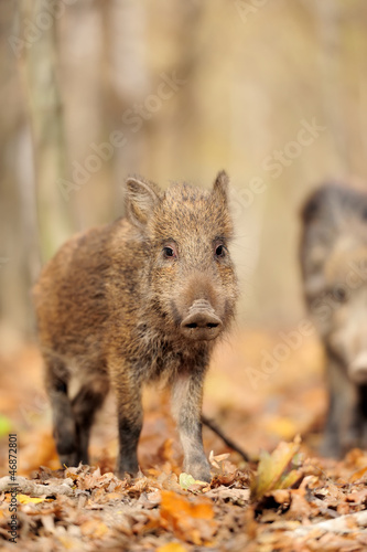 Photo: Wild boar Wild boar