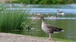 Greylag goose drake