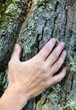 Hand auf Rinde