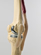 anatomic study model of an human knee replacement