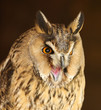Portrait of a Long Eared Owl screeching