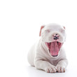 American Staffordshire Terrier dog puppy