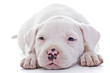 American Staffordshire Terrier dog puppy