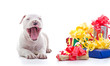 American Staffordshire Terrier dog puppy