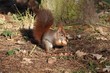 Red squirrel (Sciurus vulgaris) looking for nuts.