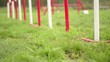 Dog agility with pet doing slalom between hurdles