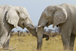 elephant tenderly