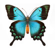 Blue butterfly