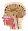 Median section of human head, eps8