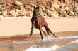 freilaufendes pferd am strand