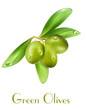 Vector olives isolated on a white background