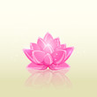 Shiny Pink Flower with Reflection in Water