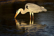 Grey heron (Ardea cinerea) in water