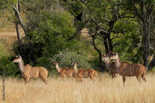 Photo: Kudu antelopes Kudu antelopes