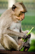Monkey eat food