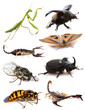 insects and scorpions