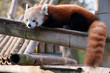 Red panda