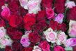 Roses background