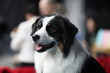 portrait of a big dog St. Bernard dog