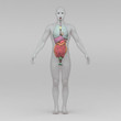 Mann Anatomie Organe Front