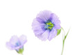 Photo: Blue Flax Flowers on White Background with Copy Space Blue Flax Flowers on White Background with Copy Space