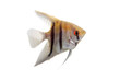 Angelfish (Pterophyllum scalare) in profile isolated on white