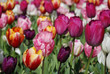 Tulipes du parc de la Briantais
