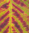 Blackberry Plant Autumn Leaf C...