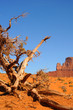 Photo: Ancient gnarled tree and butte at Monument Valley Ancient gnarled tree and butte at Monument Valley