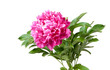 peony