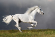 Foto: White horse runs on the dark sky background White horse runs on the dark sky background