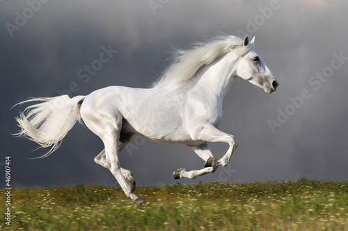 Photo: White horse runs on the dark sky background White horse runs on the dark sky background