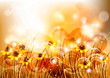 Flowers bright a background