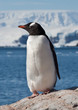 Eselspinguin (Pygoscelis papua) auf Trinity Island, Antarktis