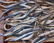 Photo: fresh garfish (sea needle) for sale fresh garfish (sea needle) for sale