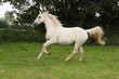 Foto: Schimmel im Galopp auf Wiese Schimmel im Galopp auf Wiese