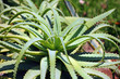 Cactus Aloe Cactus Aloe
