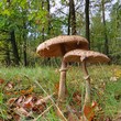 Riesenschirmpilz - Parasol mushroom 23