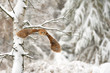 Flying tawny owl