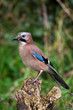 Jay (Garrulus glandarius)