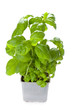 potted basil plant