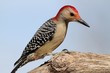 Red Bellied Woodpecker