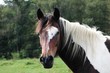 Ranch-M