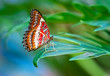 Leopard Lacewing butterfly (Cethosia cyane)