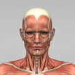 Mann Anatomie Muskeln Kopf
