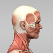 Mann Anatomie Muskeln Kopf Seite