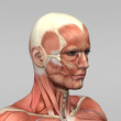 Mann Anatomie Muskeln Kopf Seitlich